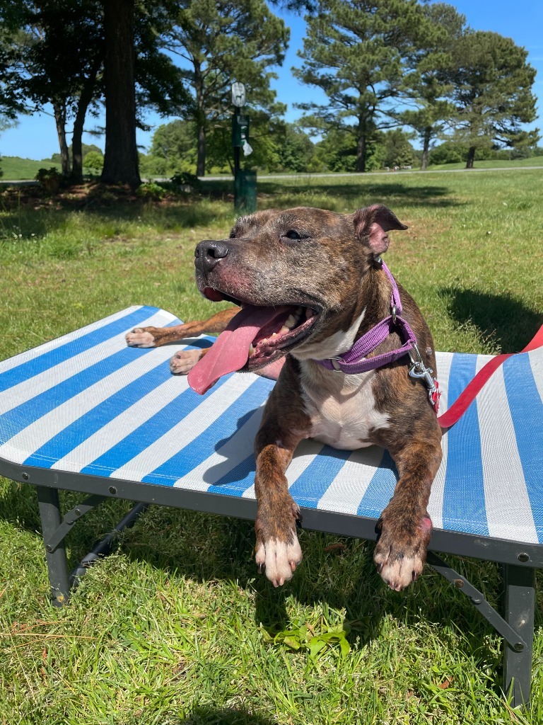Noodle "Betsy, an adoptable Pit Bull Terrier in Berlin, MD, 21811 | Photo Image 2