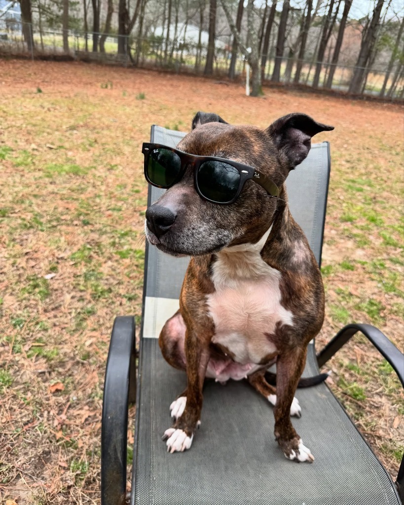 Noodle "Betsy, an adoptable Pit Bull Terrier in Berlin, MD, 21811 | Photo Image 3