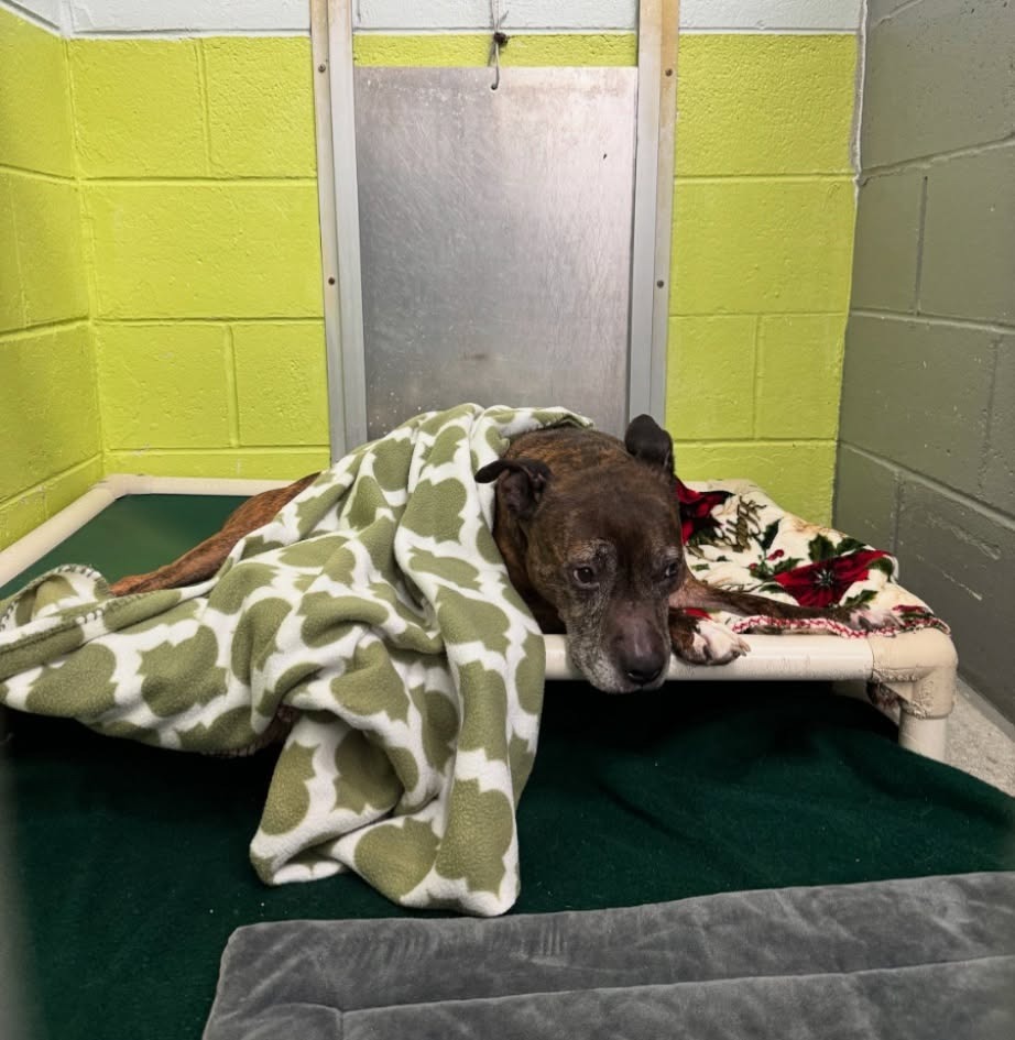 Noodle "Betsy, an adoptable Pit Bull Terrier in Berlin, MD, 21811 | Photo Image 4