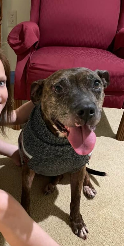 Noodle "Betsy, an adoptable Pit Bull Terrier in Berlin, MD, 21811 | Photo Image 5