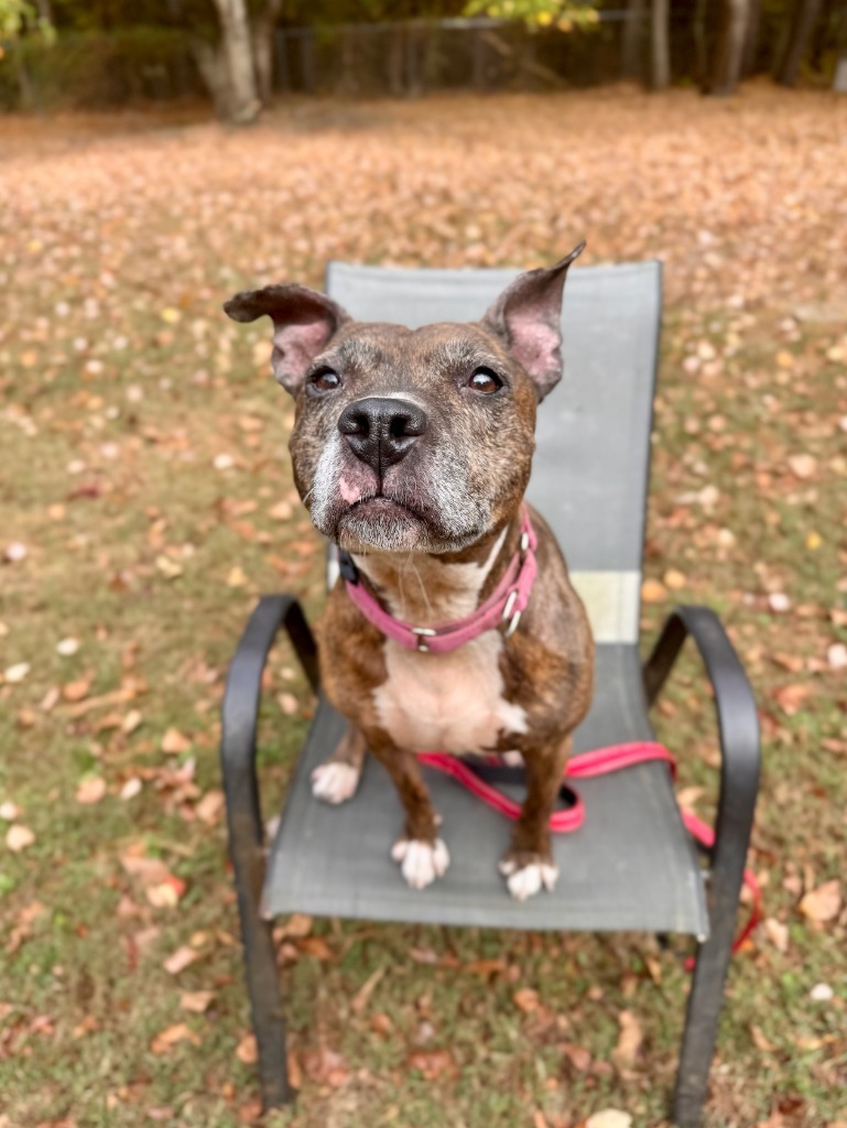 Noodle "Betsy, an adoptable Pit Bull Terrier in Berlin, MD, 21811 | Photo Image 6