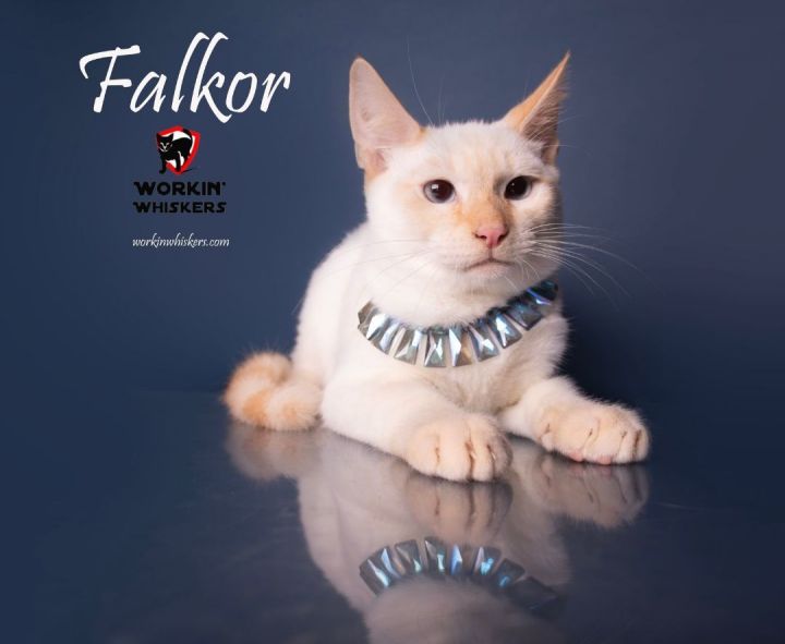 FALKOR, an adoptable Siamese & Domestic Short Hair Mix in Murrieta, CA_image-1