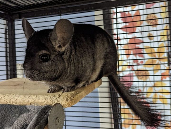 Boba, an adoptable Chinchilla in Montclair, CA_image-3