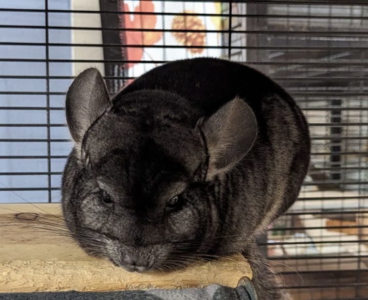 Boba, an adoptable Chinchilla in Montclair, CA_image-4