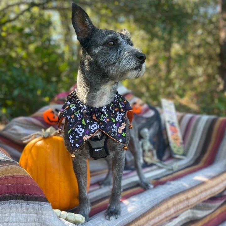Agent Keen, an adoptable Schnauzer Mix in Sebring, FL_image-2