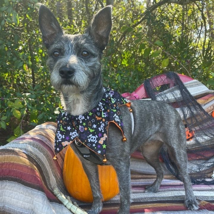 Agent Keen, an adoptable Schnauzer Mix in Sebring, FL_image-5