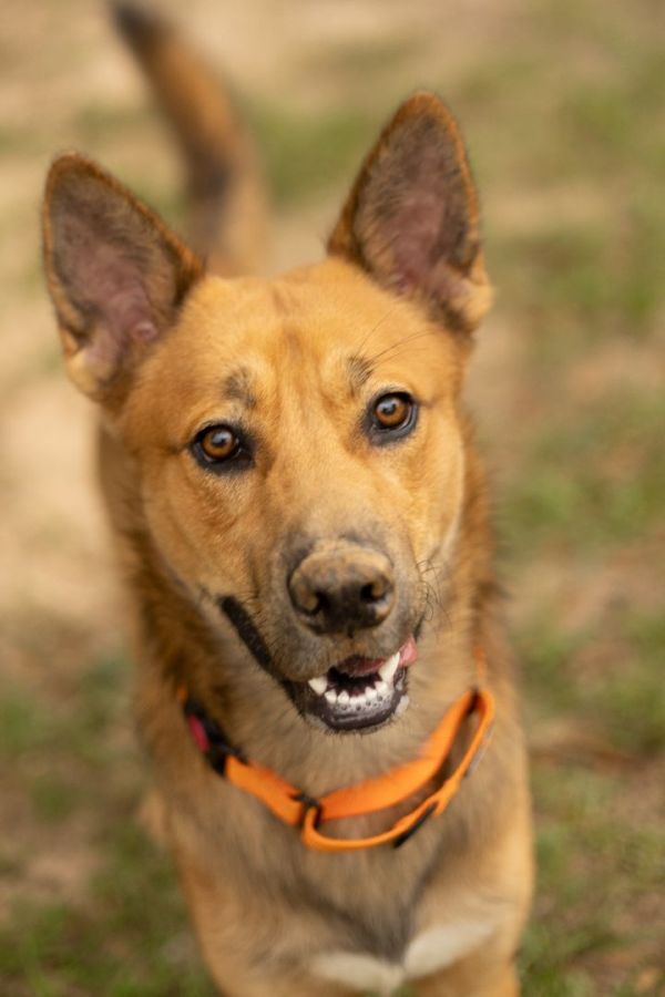 Shep