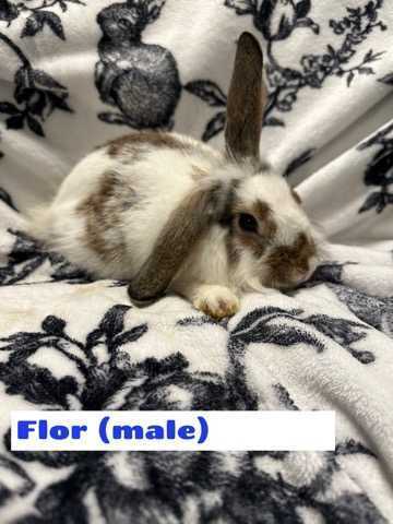 Flor, an adoptable Holland Lop & Lionhead Mix in Eagle, ID_image-1