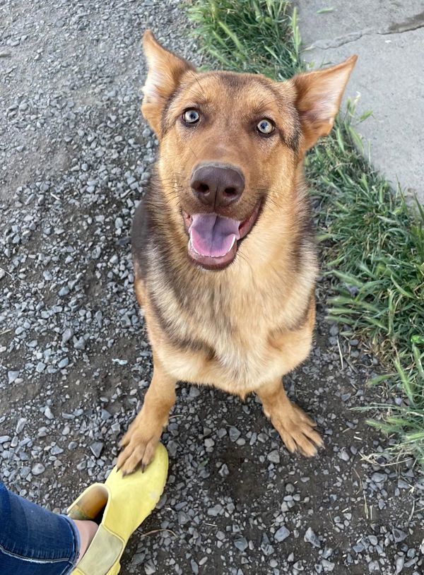 Wendy, an adoptable Shepherd in McMinnville, OR, 97128 | Photo Image 1