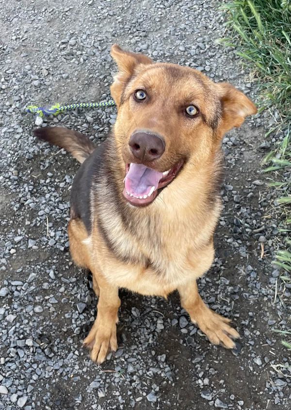 Dog for adoption - Wendy, a Shepherd Mix in McMinnville, OR | Petfinder