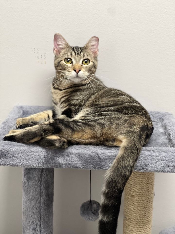 Bruce - North Conroe Petsmart , an adoptable Tabby & Domestic Short Hair Mix in Conroe, TX_image-6