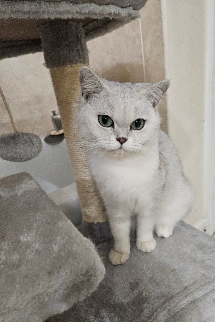 British store shorthair rehoming