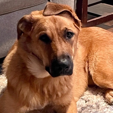 Nala 6