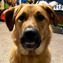 Nala 1
