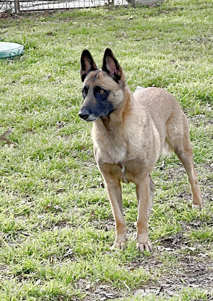Lacy fka Linda - located in Central TX 1