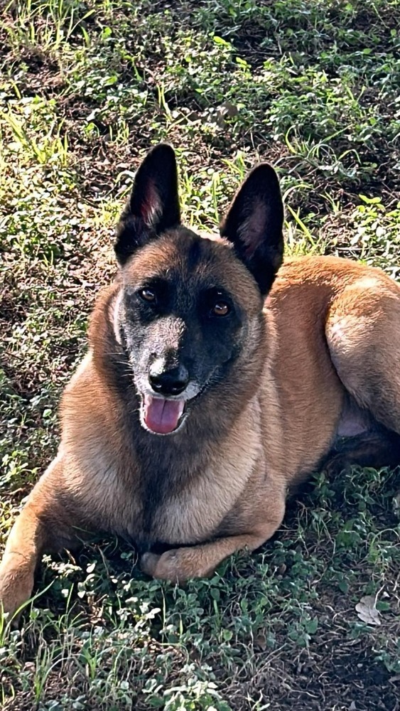 Lacy fka Linda - located in Central TX, an adoptable Belgian Shepherd / Malinois in Imlay City, MI, 48444 | Photo Image 1