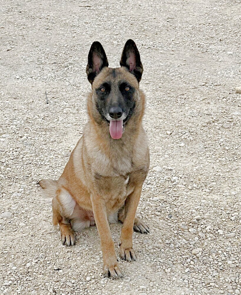 Lacy fka Linda - located in Central TX, an adoptable Belgian Shepherd / Malinois in Imlay City, MI, 48444 | Photo Image 2