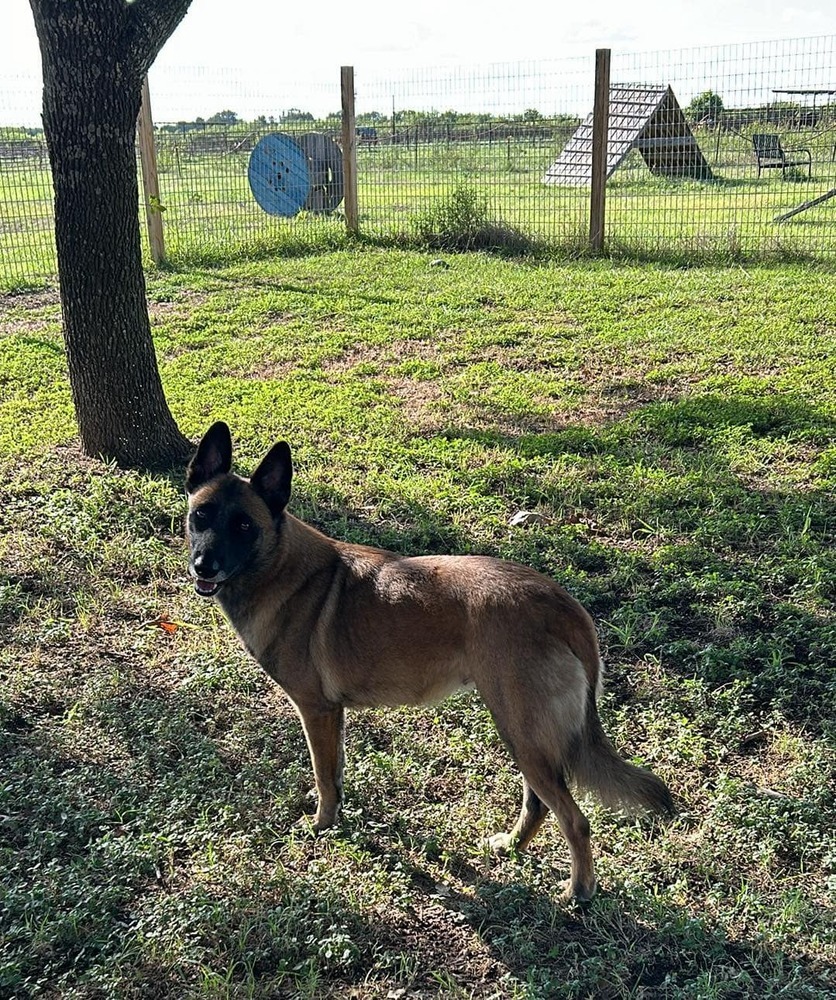 Lacy fka Linda - located in Central TX, an adoptable Belgian Shepherd / Malinois in Imlay City, MI, 48444 | Photo Image 3