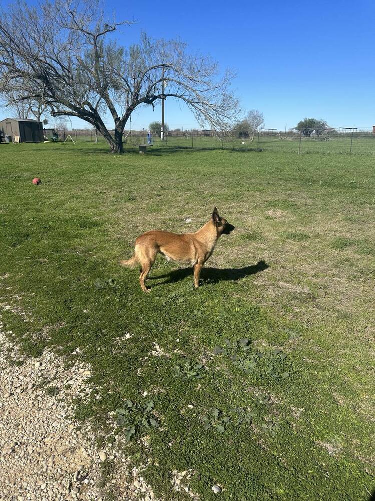 Lacy fka Linda - located in Central TX, an adoptable Belgian Shepherd / Malinois in Imlay City, MI, 48444 | Photo Image 4