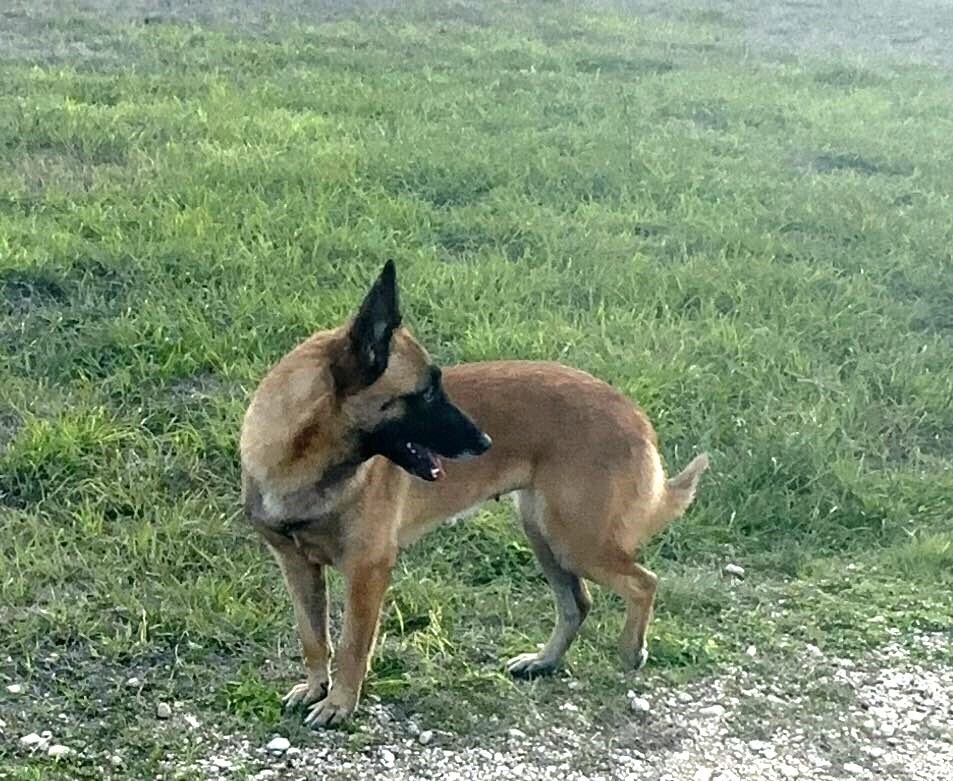 Lacy fka Linda - located in Central TX, an adoptable Belgian Shepherd / Malinois in Imlay City, MI, 48444 | Photo Image 5