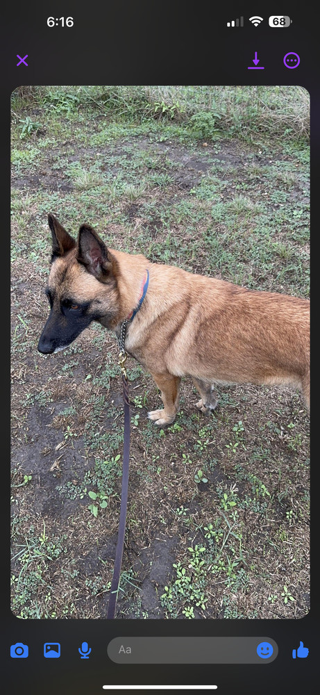 Lacy fka Linda - located in Central TX, an adoptable Belgian Shepherd / Malinois in Imlay City, MI, 48444 | Photo Image 6