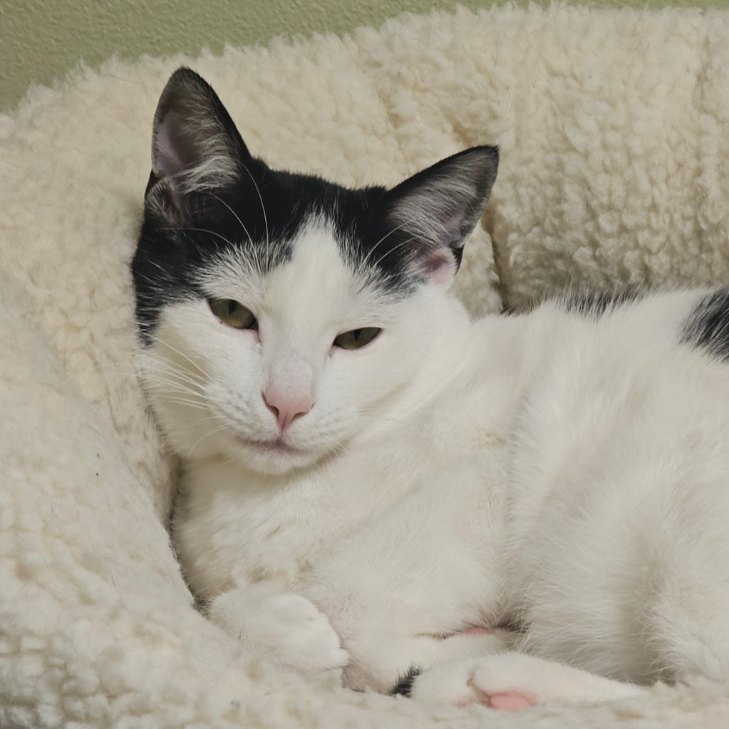 Peanut, an adoptable Domestic Short Hair in Eastsound, WA, 98245 | Photo Image 5