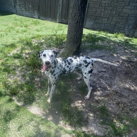 Jimmy, an adoptable Dalmatian in LOXAHATCHEE, FL, 33470 | Photo Image 4