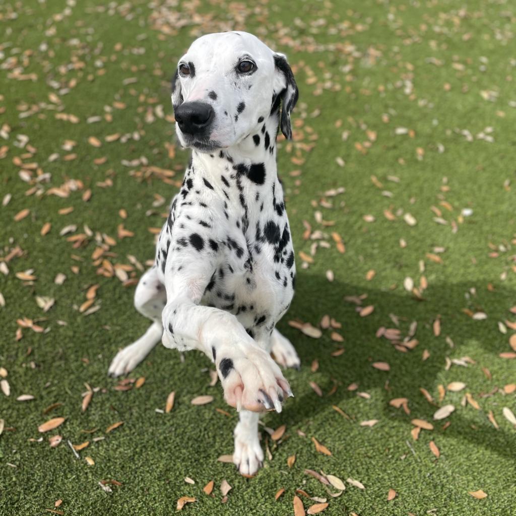 Jimmy, an adoptable Dalmatian in LOXAHATCHEE, FL, 33470 | Photo Image 4