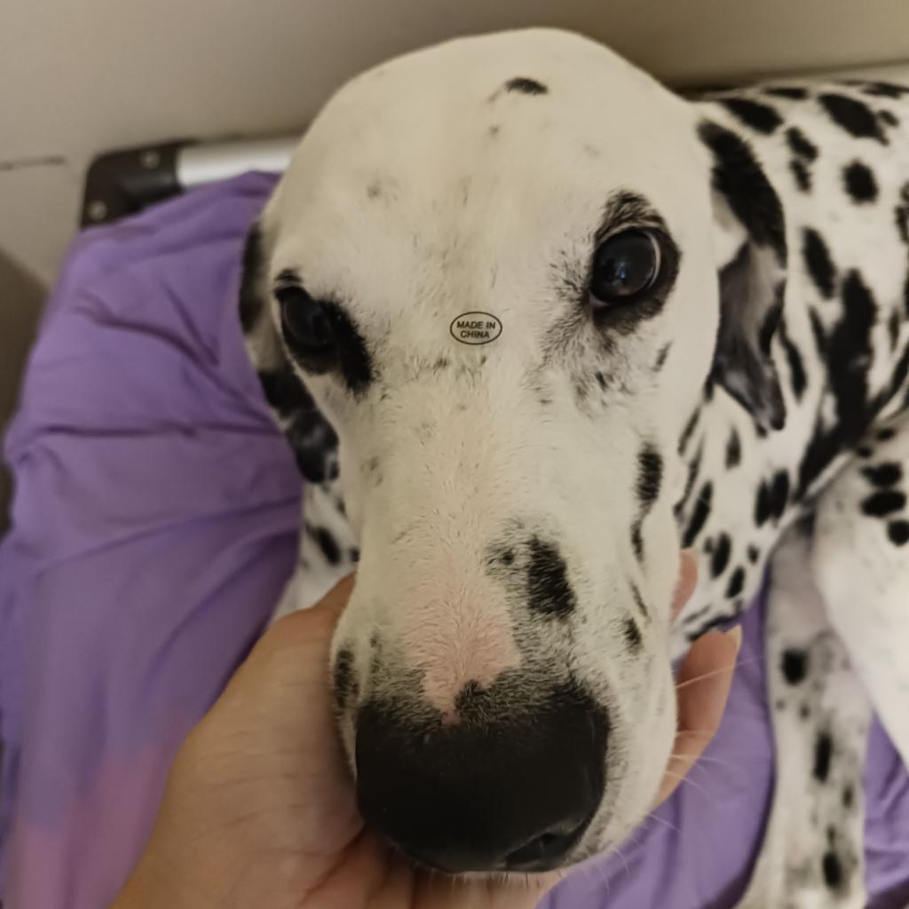 Jimmy, an adoptable Dalmatian in LOXAHATCHEE, FL, 33470 | Photo Image 4