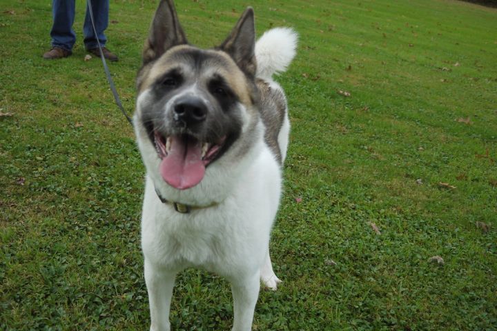 Dog for adoption - Yosi, an Akita in Chardon, OH | Petfinder