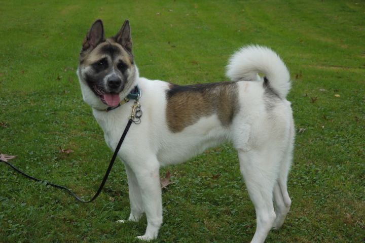 Dog for adoption - Yosi, an Akita in Chardon, OH | Petfinder