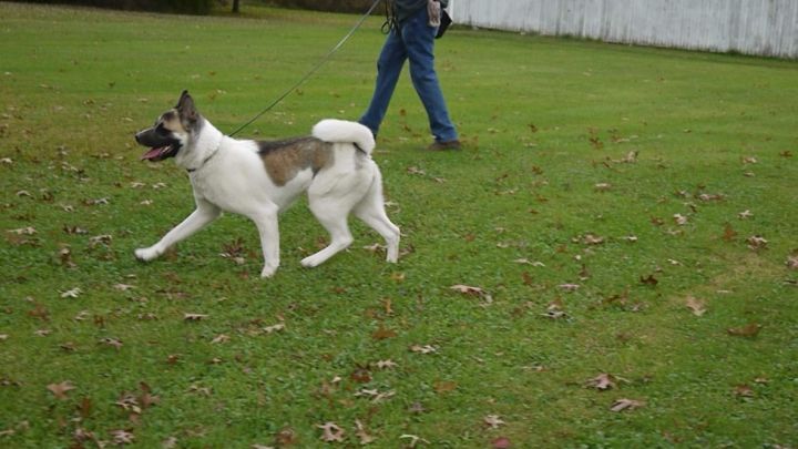 Dog for adoption - Yosi, an Akita in Chardon, OH | Petfinder