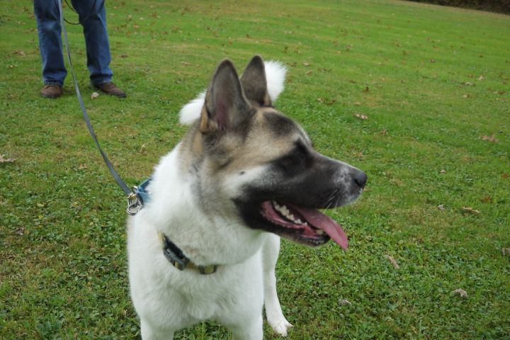 Dog for adoption - Yosi, an Akita in Chardon, OH | Petfinder