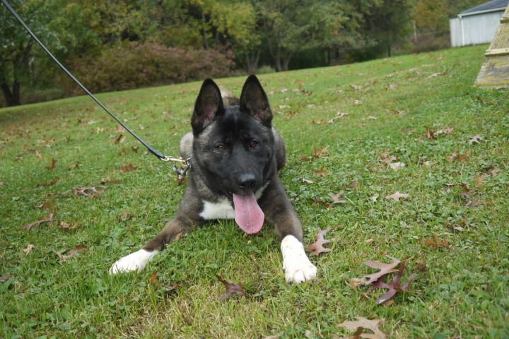 Dog for adoption - Gypsy, an Akita in Chardon, OH | Petfinder