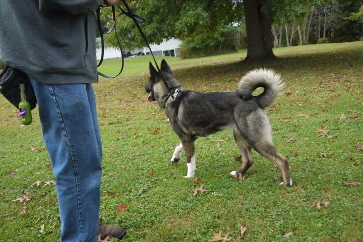 Dog for adoption - Gypsy, an Akita in Chardon, OH | Petfinder