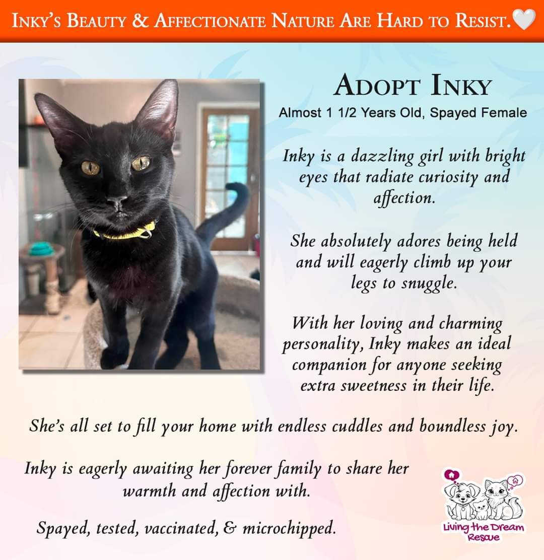 Inky, an adoptable Domestic Short Hair in Phoenix, AZ, 85023 | Photo Image 2