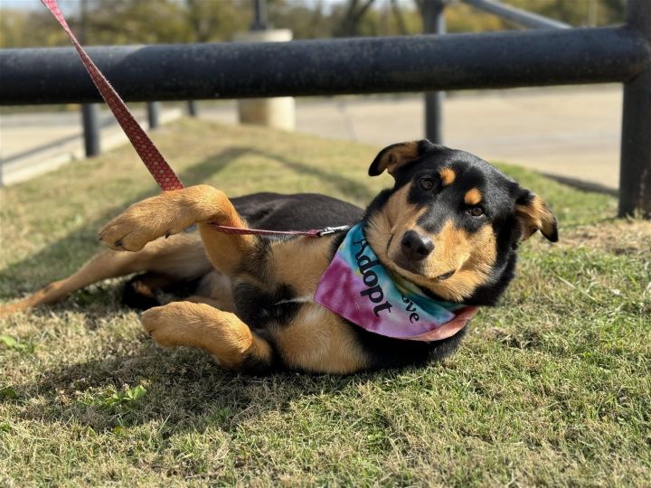 Ava, an adoptable Rottweiler & Shepherd Mix in Weatherford, TX_image-1