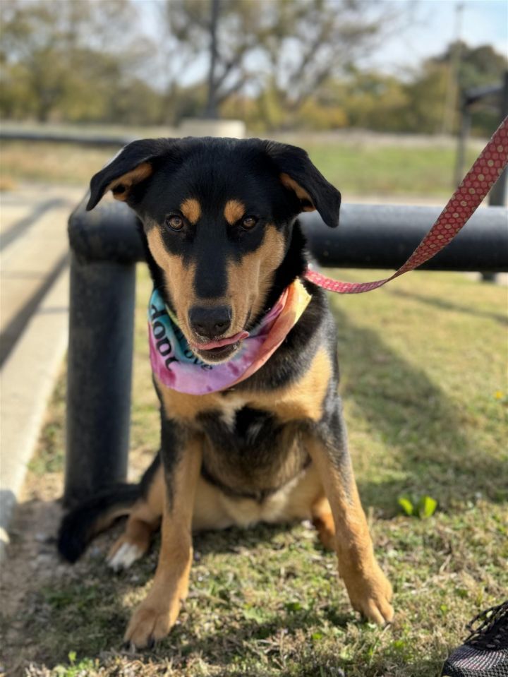 Ava, an adoptable Rottweiler & Shepherd Mix in Weatherford, TX_image-3