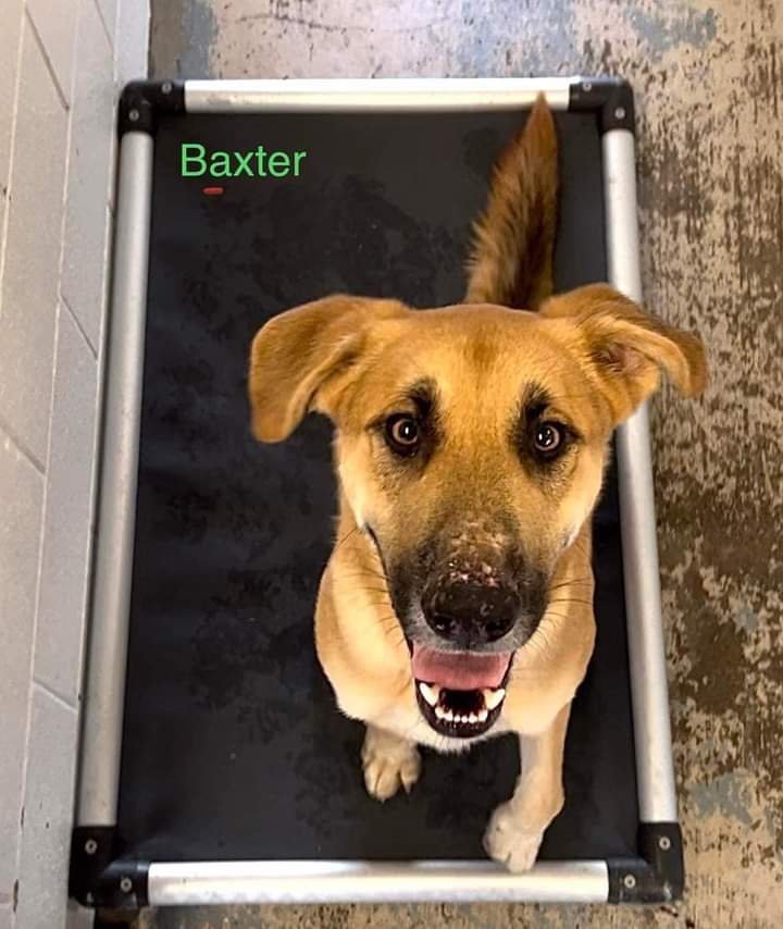 Baxter 2