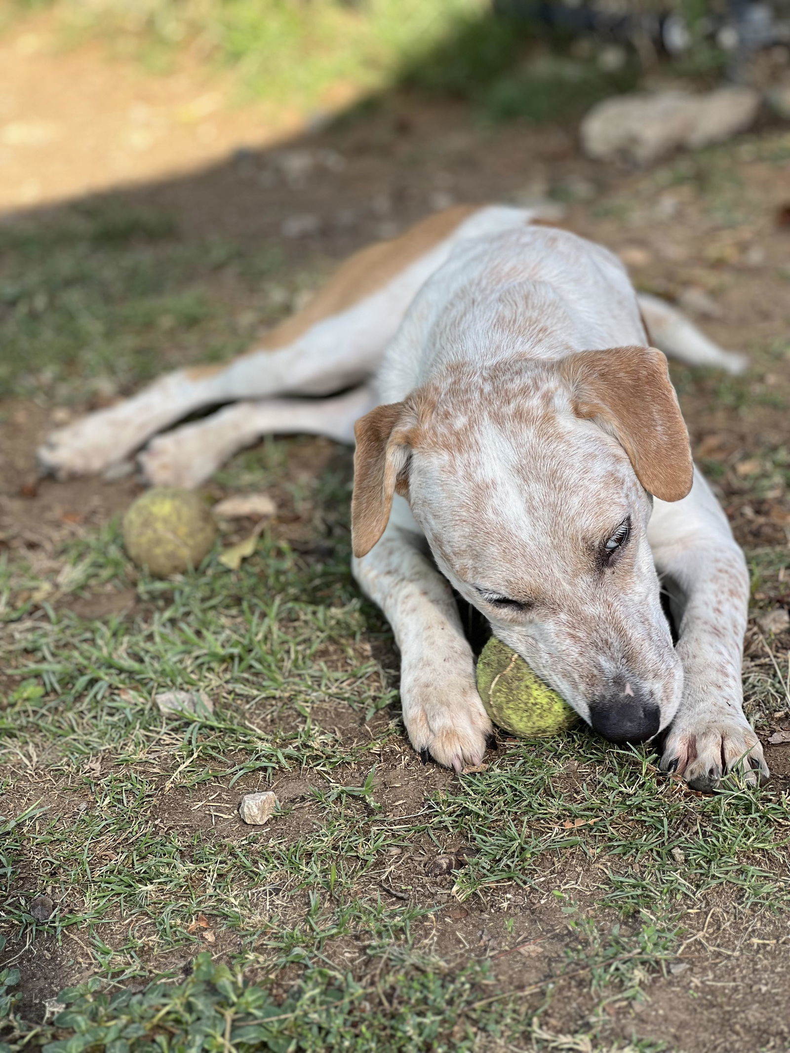 Dog for adoption Tanner, an English Pointer & Australian Cattle Dog