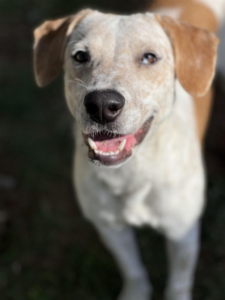 Tanner, an adoptable English Pointer & Australian Cattle Dog / Blue Heeler Mix in Weatherford, TX_image-2
