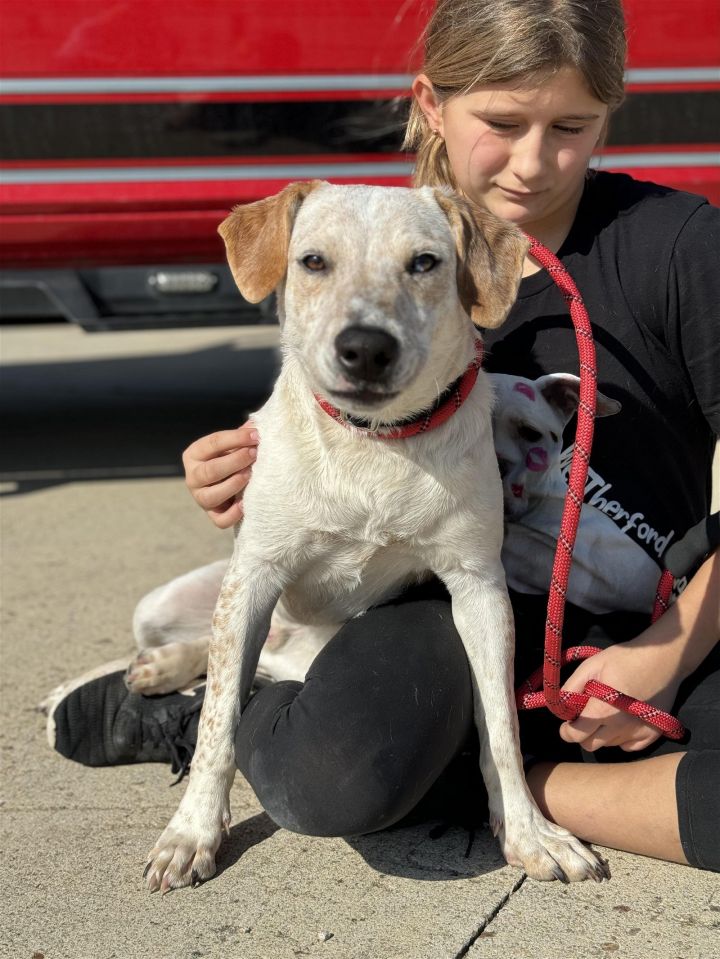Tanner, an adoptable English Pointer & Australian Cattle Dog / Blue Heeler Mix in Weatherford, TX_image-3