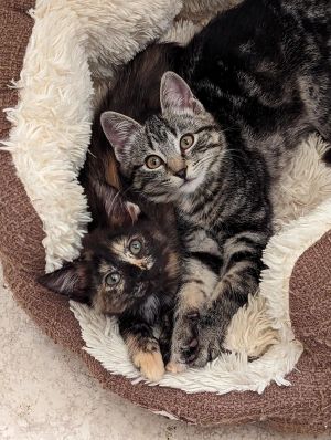 Giddy Tabby girl  Tootsie Tortie girl are the best of friends and we are hoping they can be wel