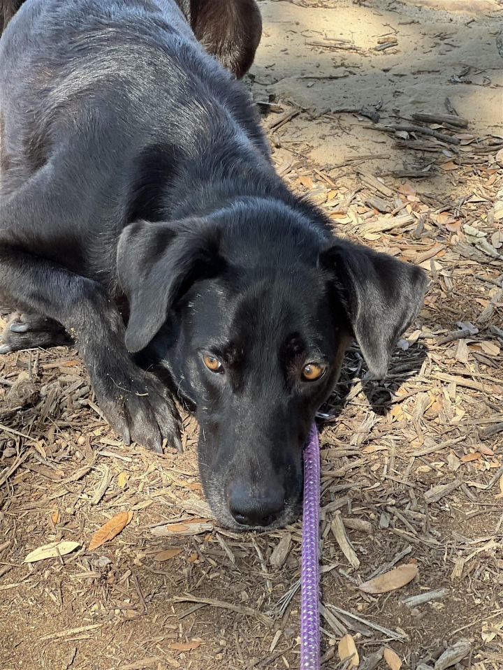 Dandy, an adoptable Black Labrador Retriever Mix in Weatherford, TX_image-1
