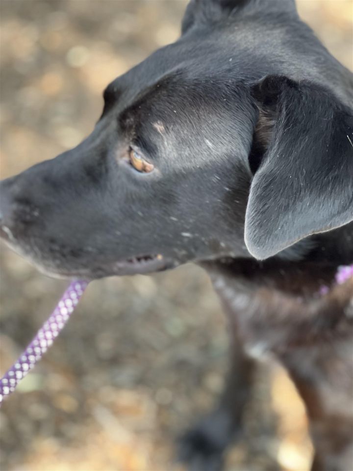 Dandy, an adoptable Black Labrador Retriever Mix in Weatherford, TX_image-3