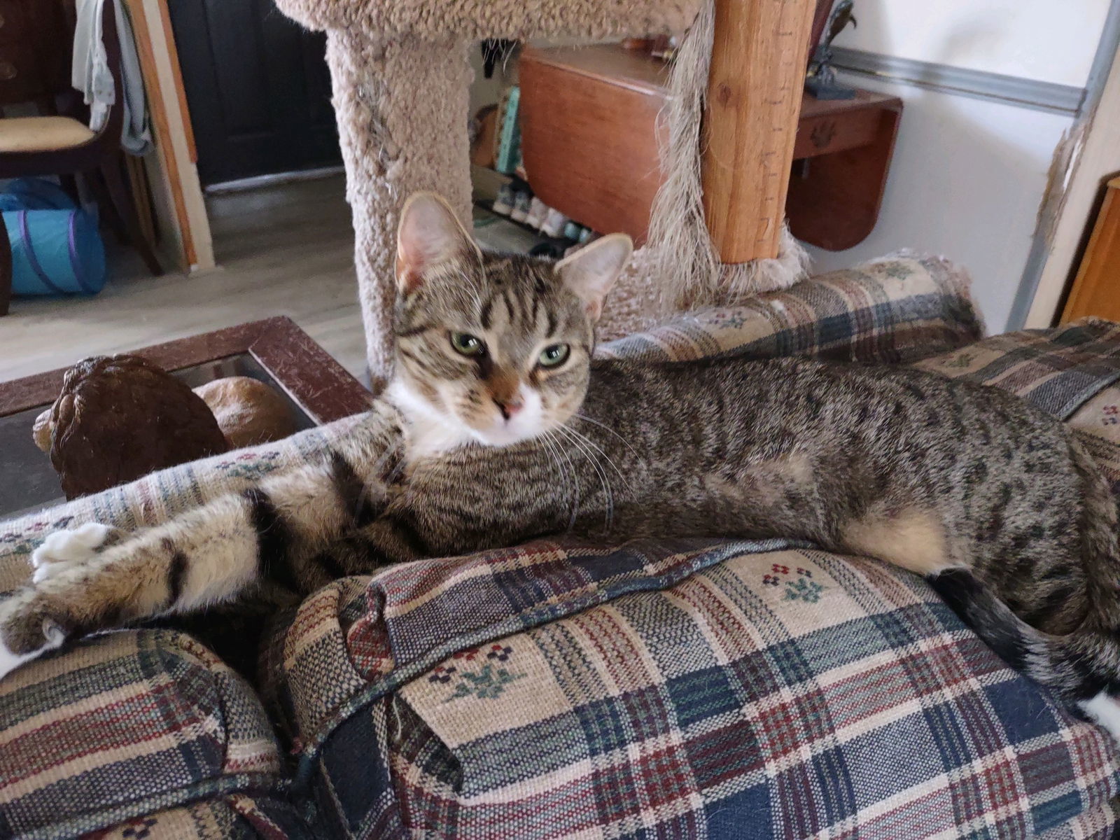 Angel Kit: Not at the shelter (Wendy)