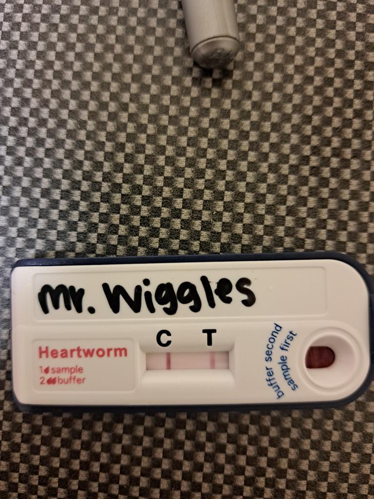 MR. WIGGLES