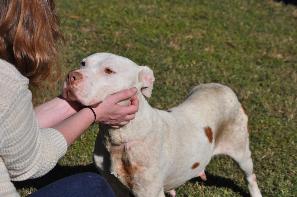 PATIENCE, an adoptable Mixed Breed in Florence, SC, 29506 | Photo Image 1