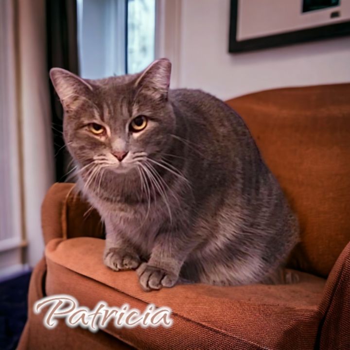 Patricia 4