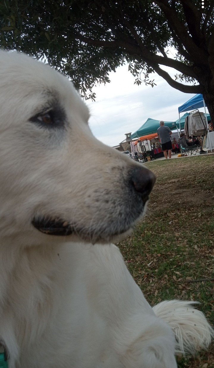 Winter, an adoptable Great Pyrenees Mix in Weatherford, TX_image-2